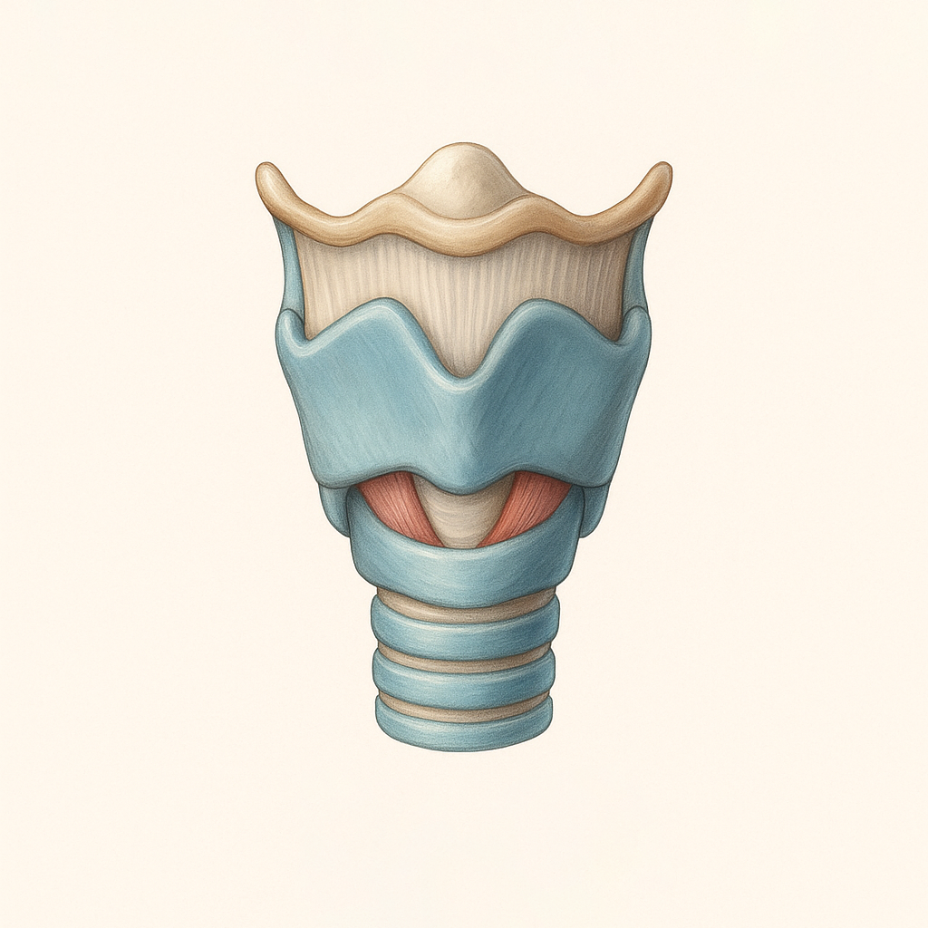 후두 앞면.png